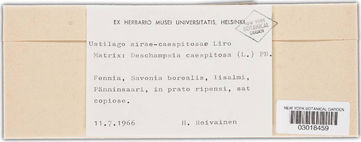 Ustilago airae-caespitosae image