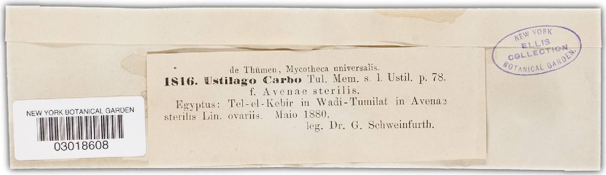 Ustilago avenae image