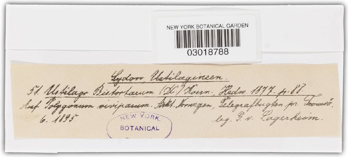 Microbotryum bistortarum image