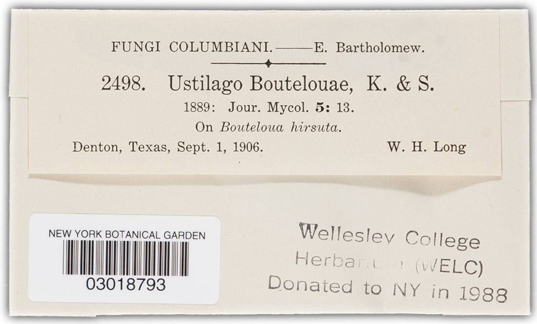 Ustilago boutelouae image