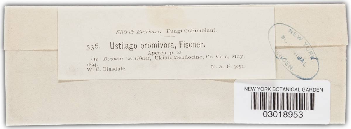 Ustilago bullata image