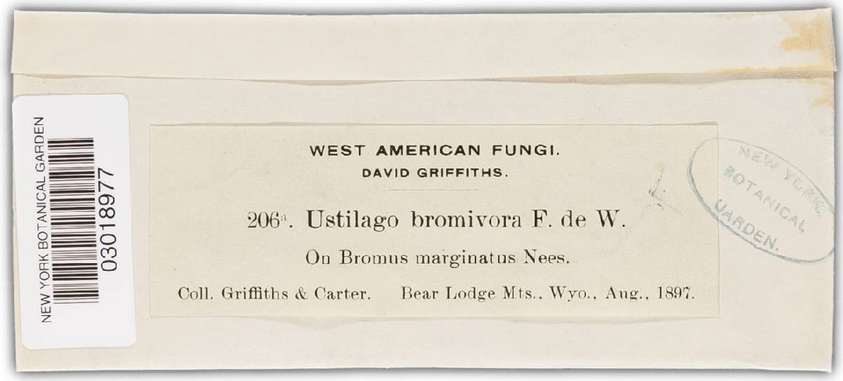 Ustilago bullata image