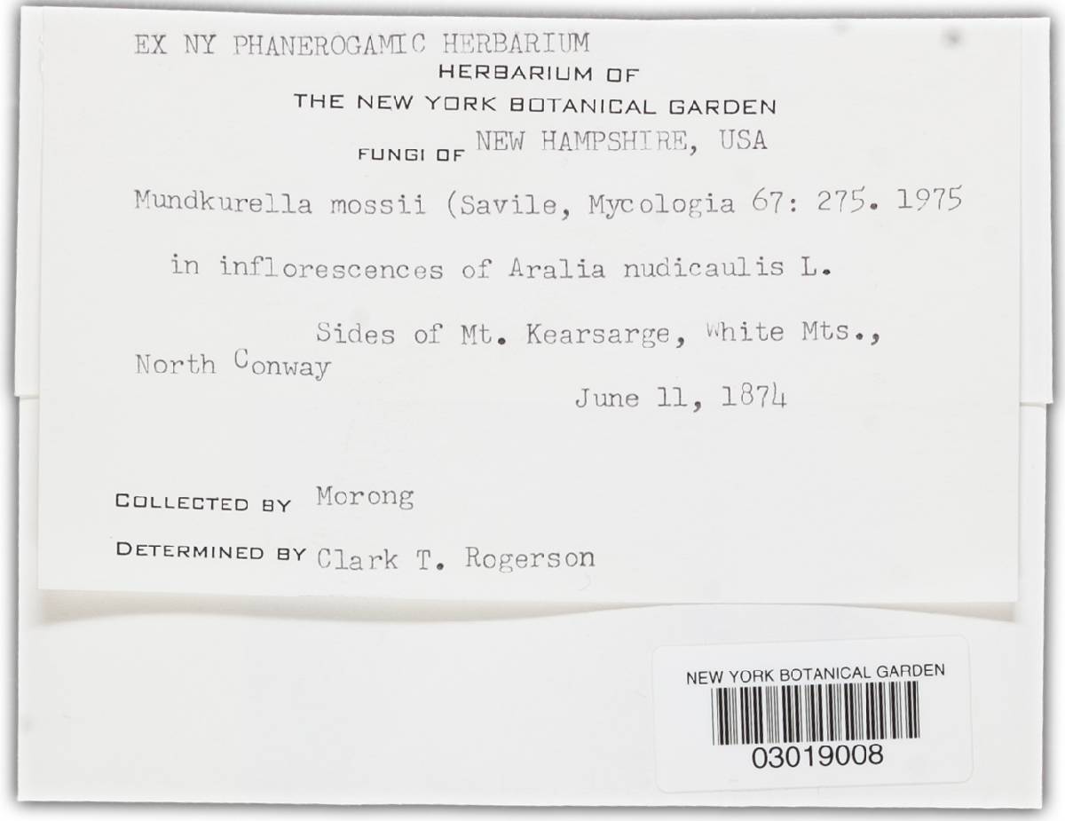 Mundkurella image