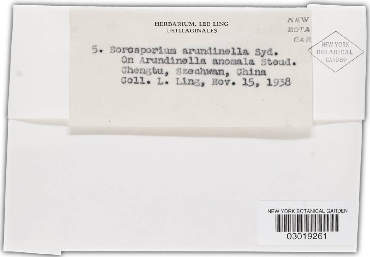 Sorosporium arundinellae image