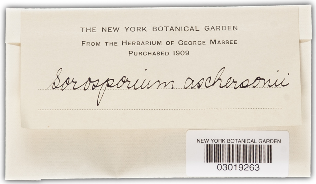 Sorosporium aschersonii image