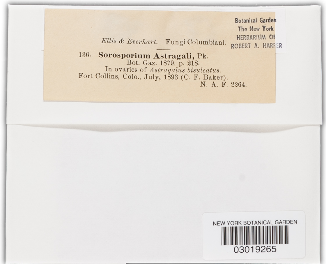 Sorosporium astragali image
