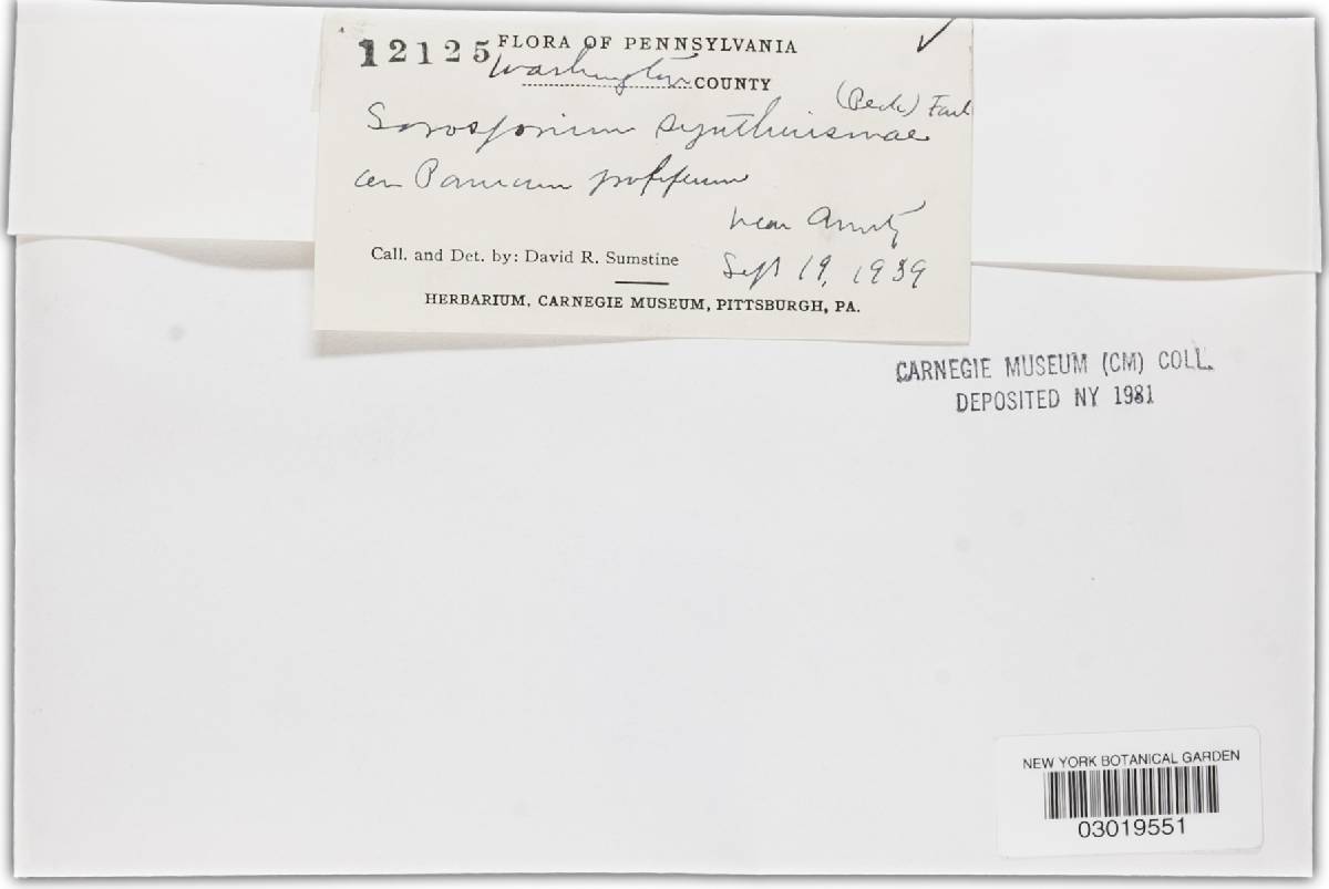 Sorosporium syntherismae image