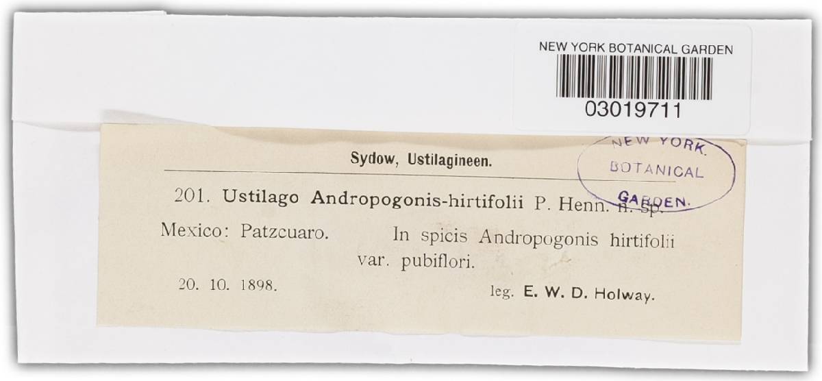 Sphacelotheca andropogonis-hirtifolii image