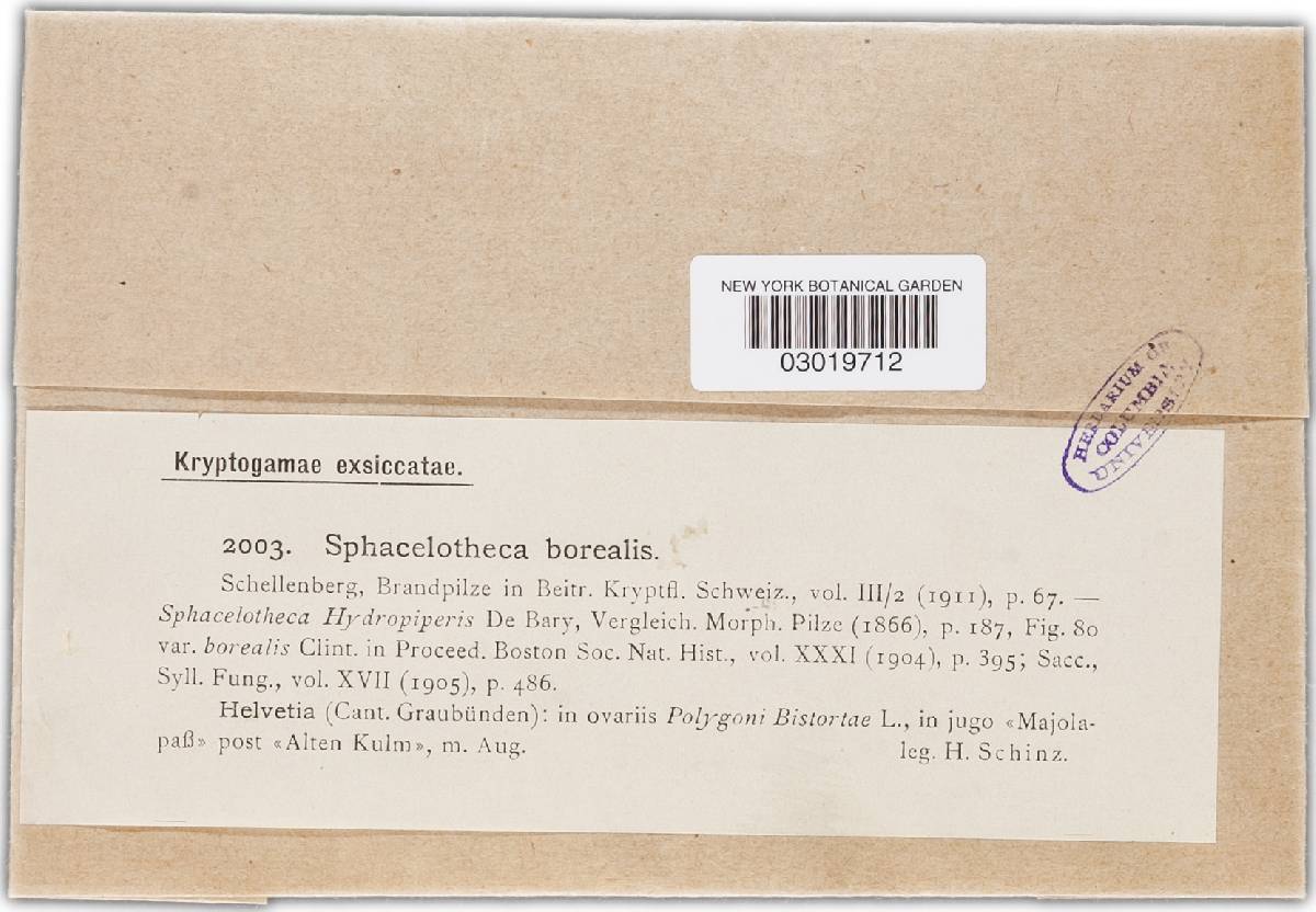 Sphacelotheca borealis image
