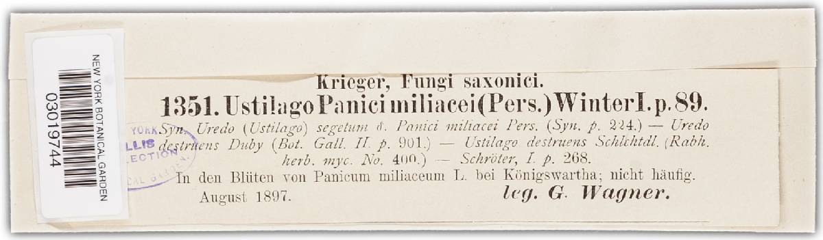 Sphacelotheca destruens image