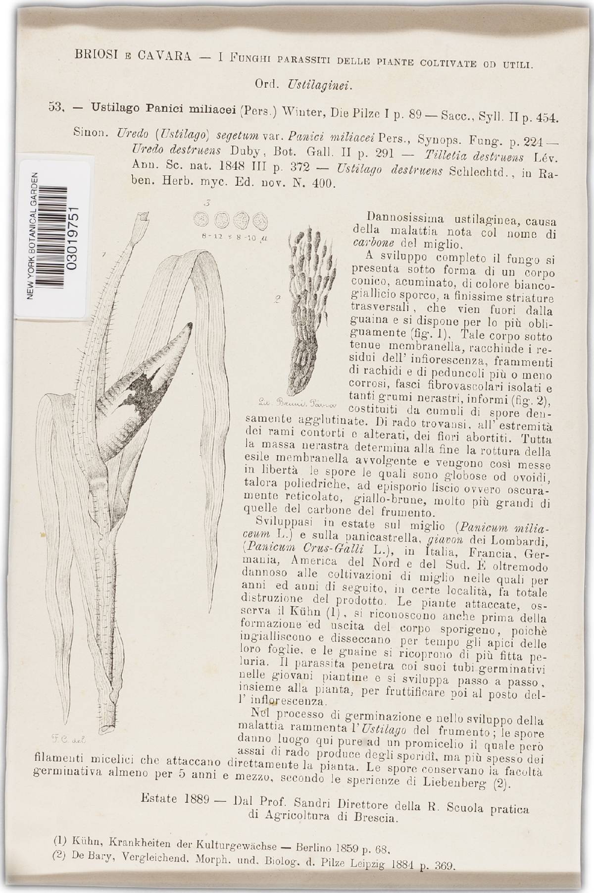 Sphacelotheca destruens image