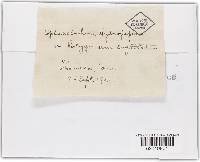 Sphacelotheca hydropiperis image