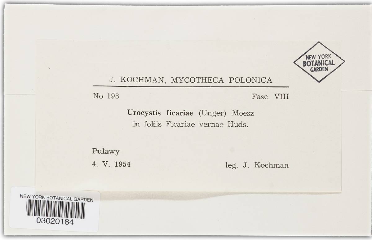 Urocystis ficariae image