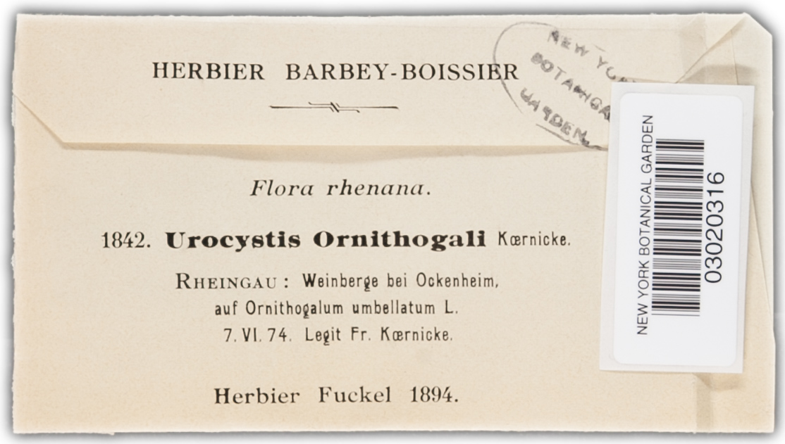 Urocystis ornithogali image