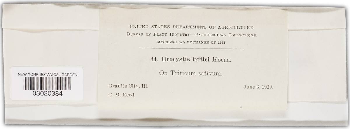 Urocystis tritici image