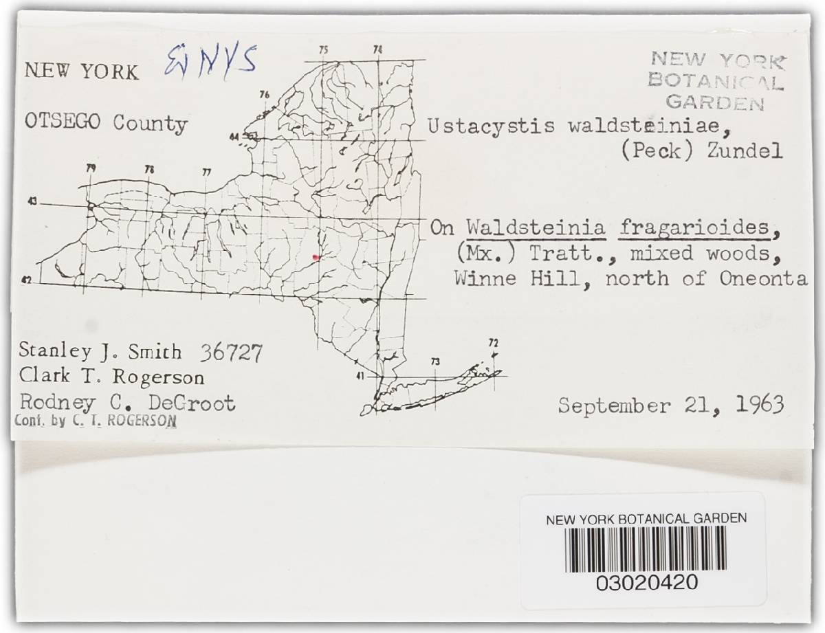 Ustacystis waldsteiniae image