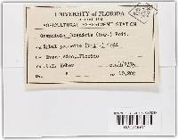 Graphiola phoenicis image