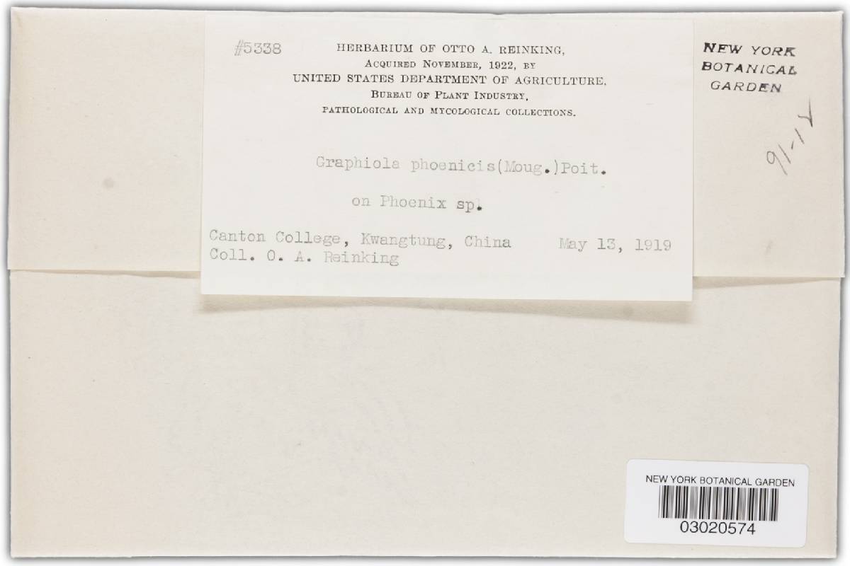 Graphiola phoenicis image