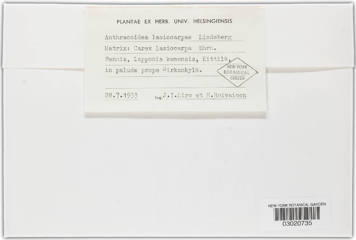 Anthracoidea lasiocarpae image