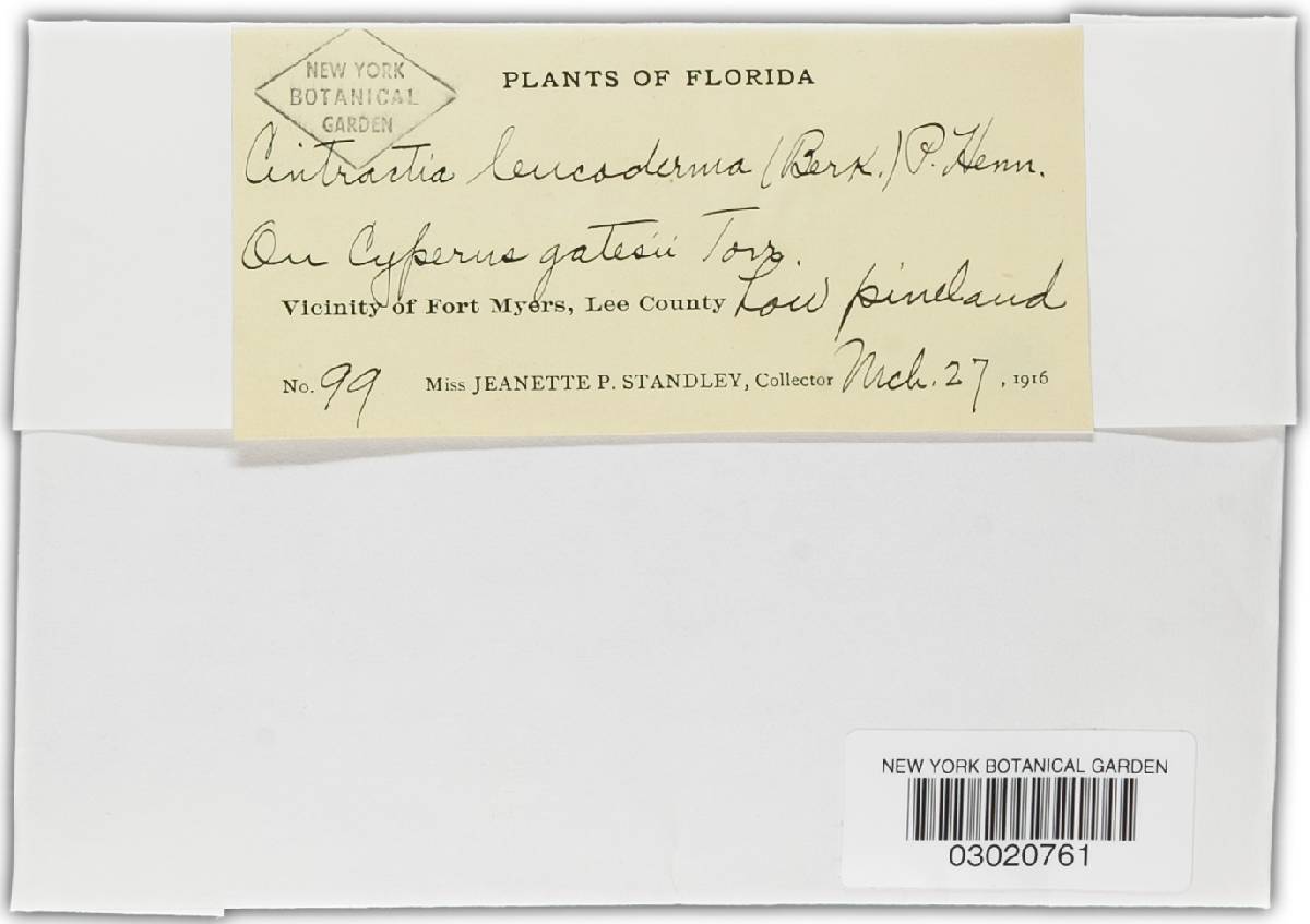 Leucocintractia affinis image
