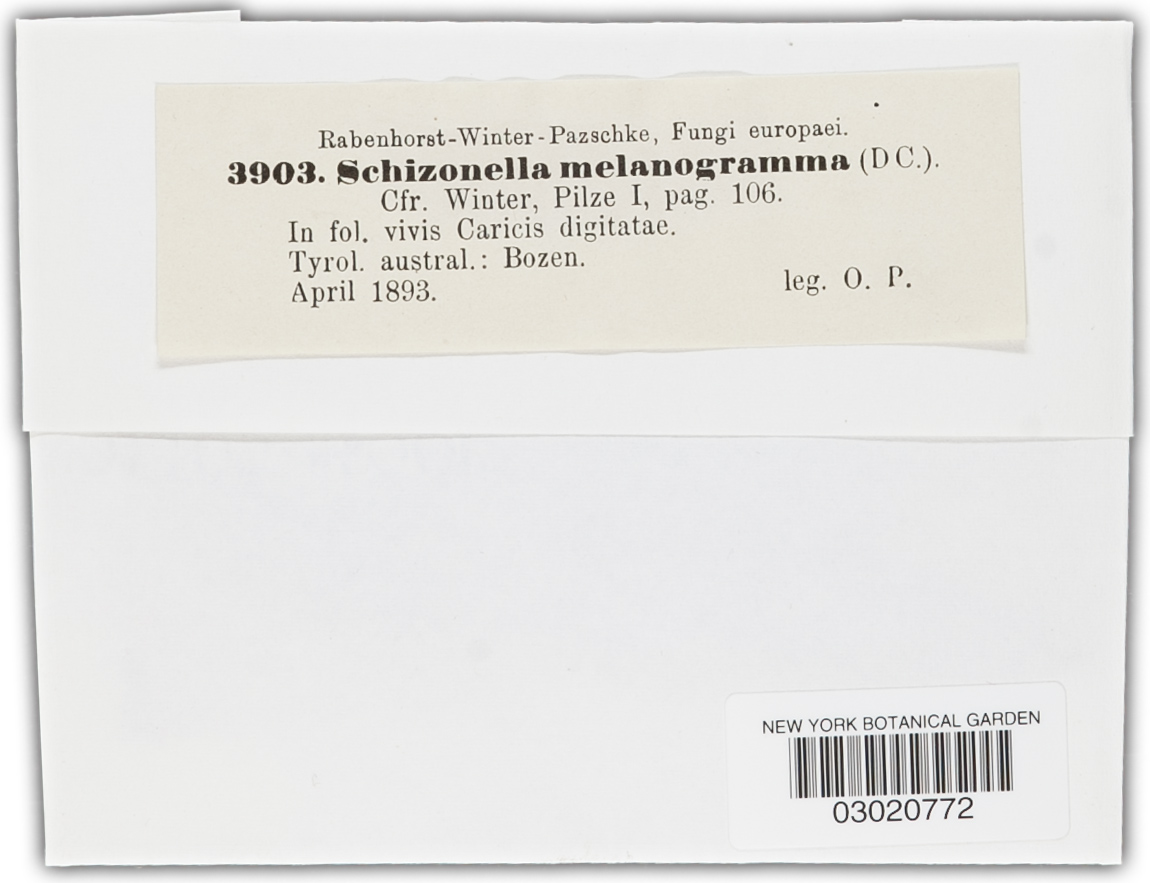 Schizonella image