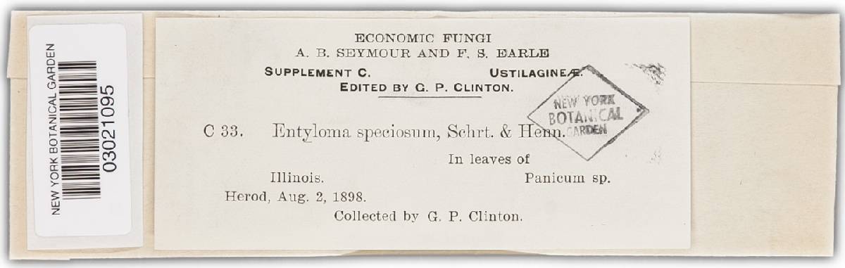 Entyloma speciosum image