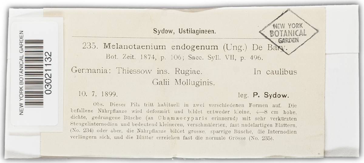 Melanotaenium endogenum image