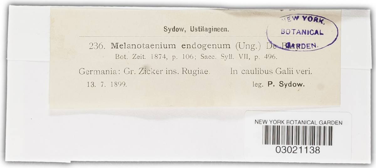 Melanotaeniaceae image