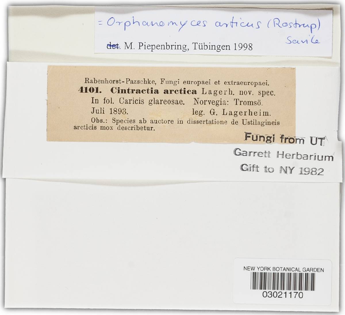 Orphanomyces image