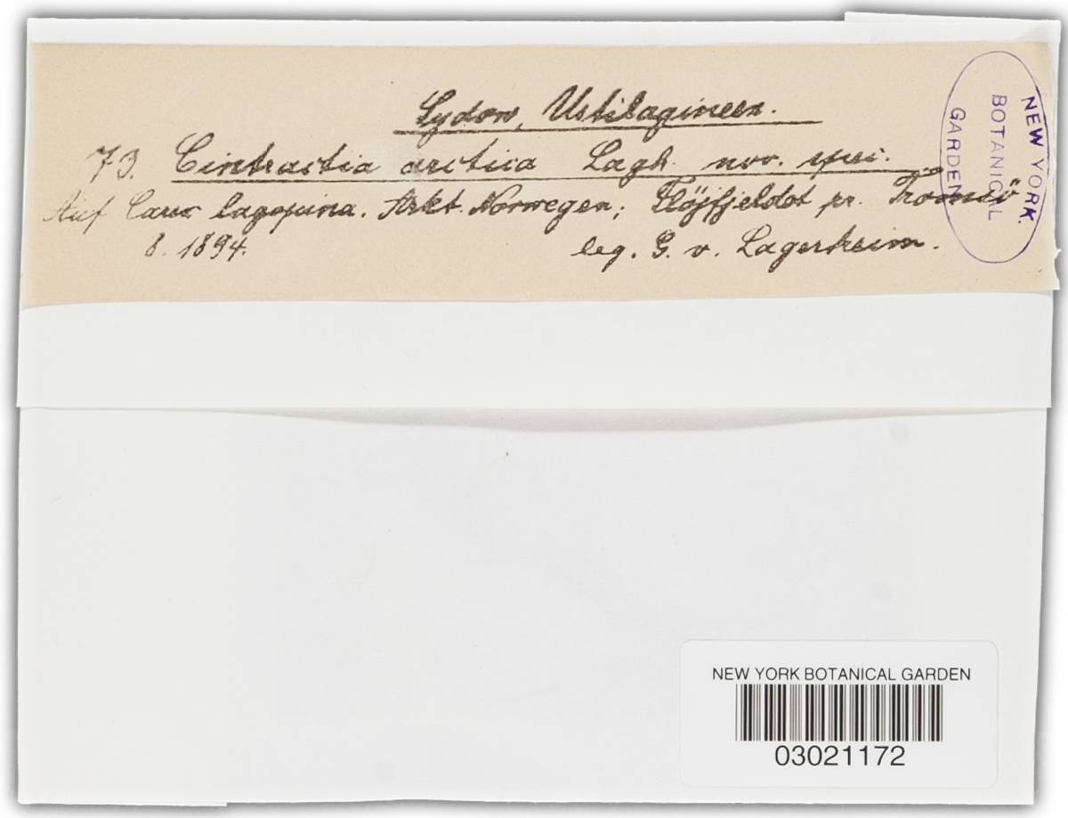 Orphanomyces arcticus image