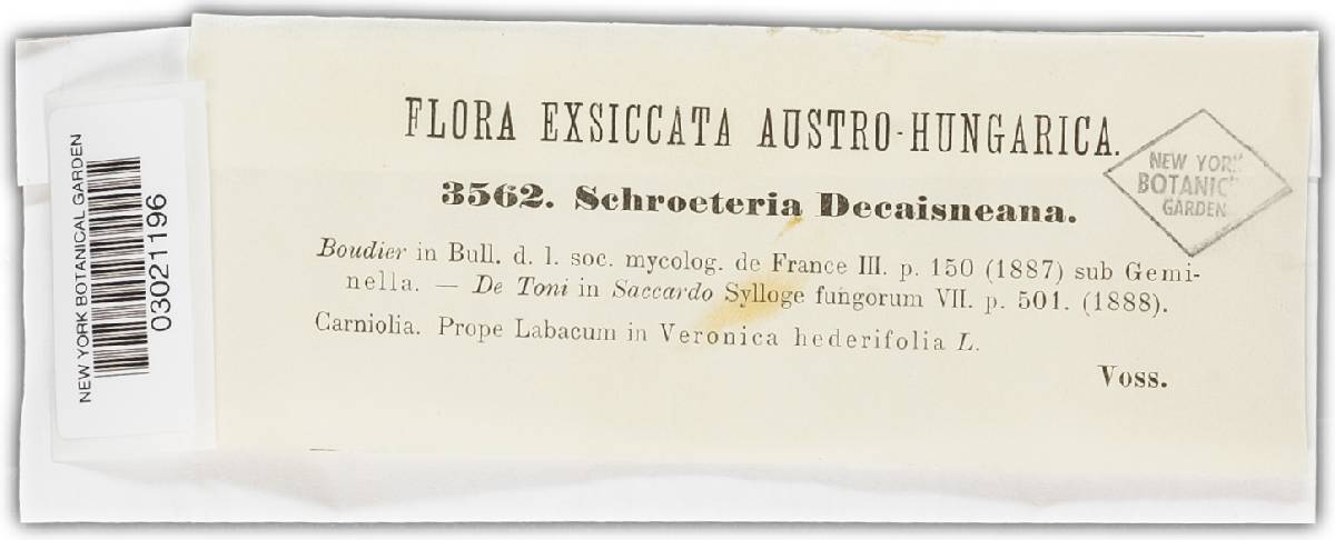 Schroeteria decaisneana image