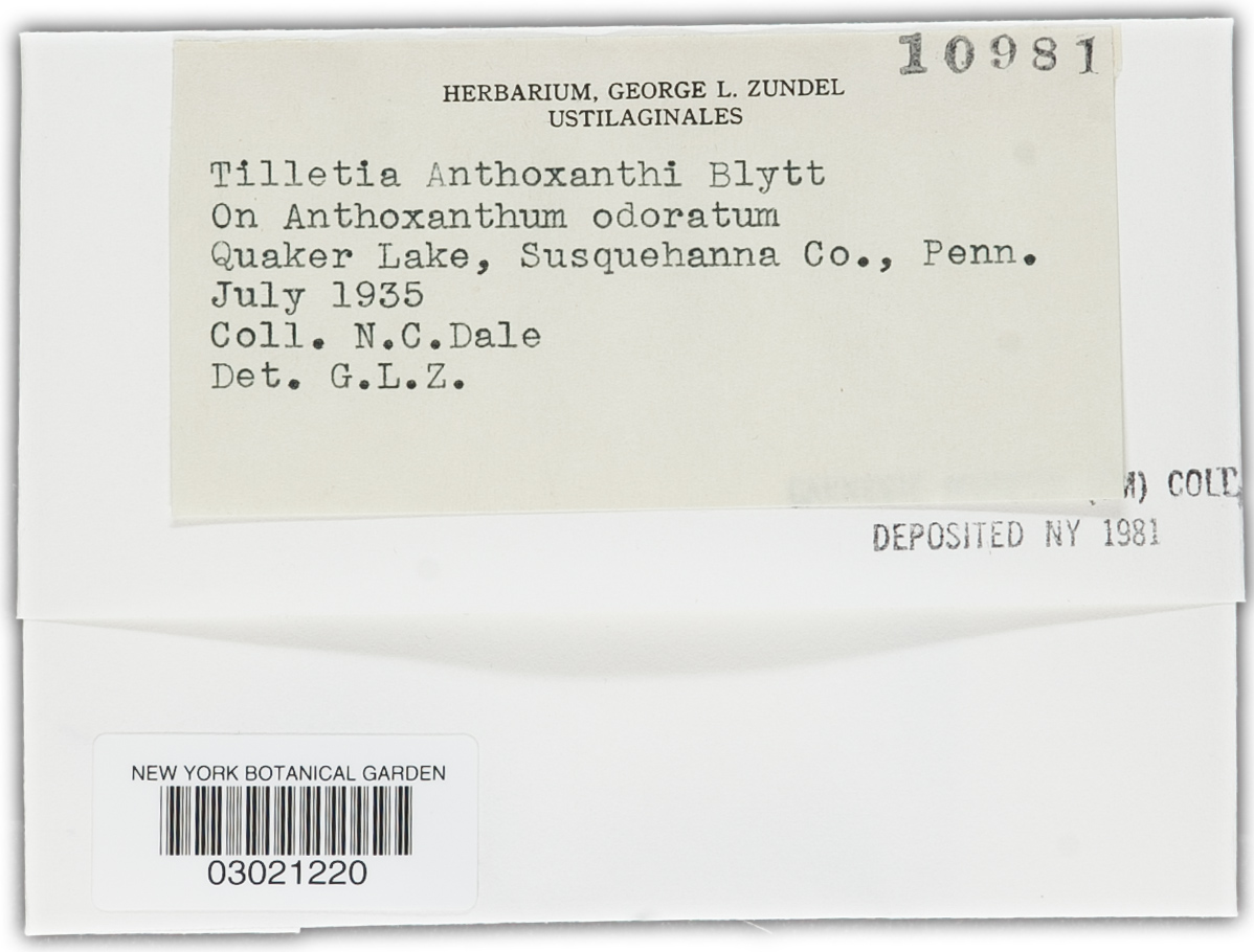 Tilletia anthoxanthi image