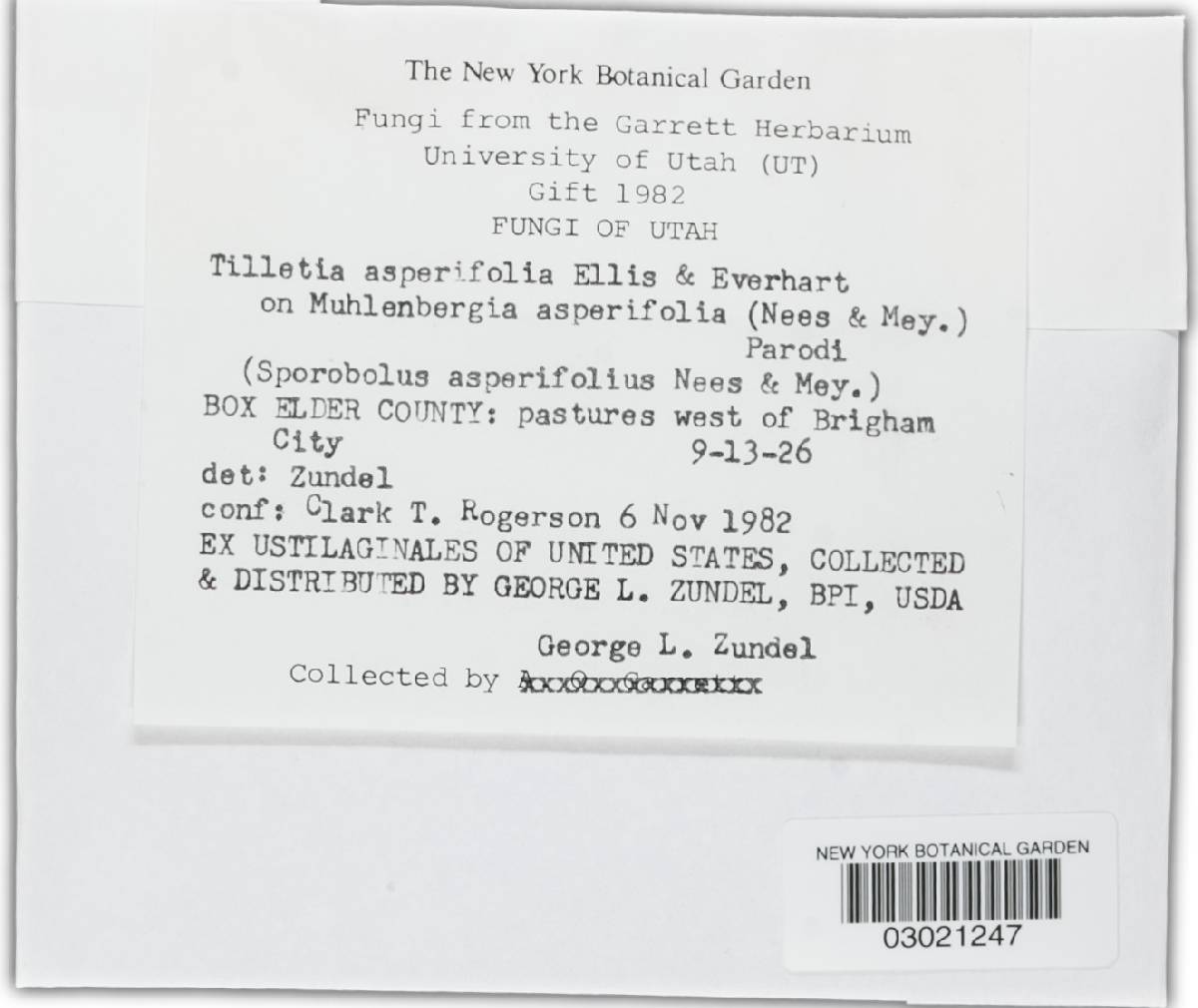 Tilletiaceae image
