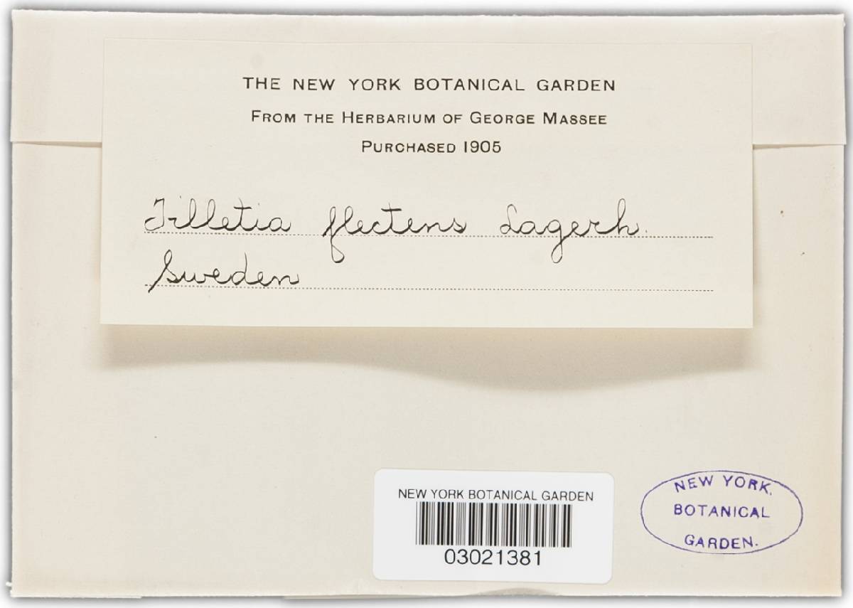 Tilletia flectens image