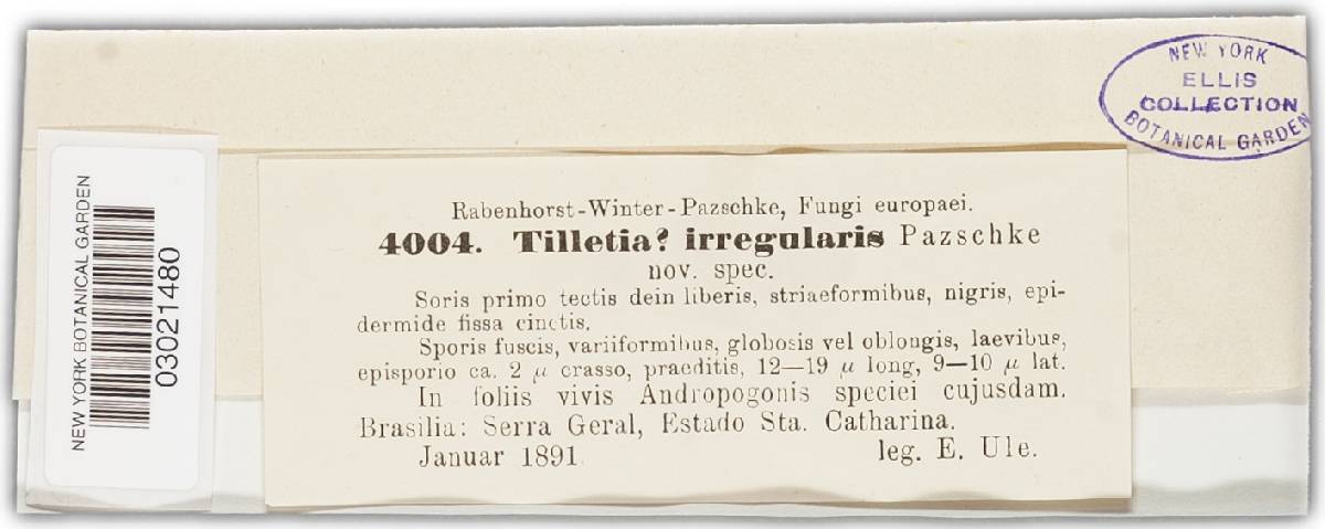 Tilletia irregularis image