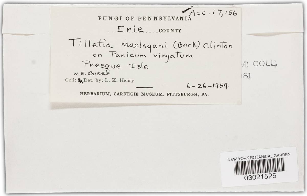 Tilletia maclagani image