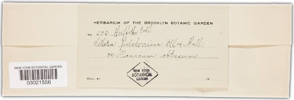 Tilletia barclayana image