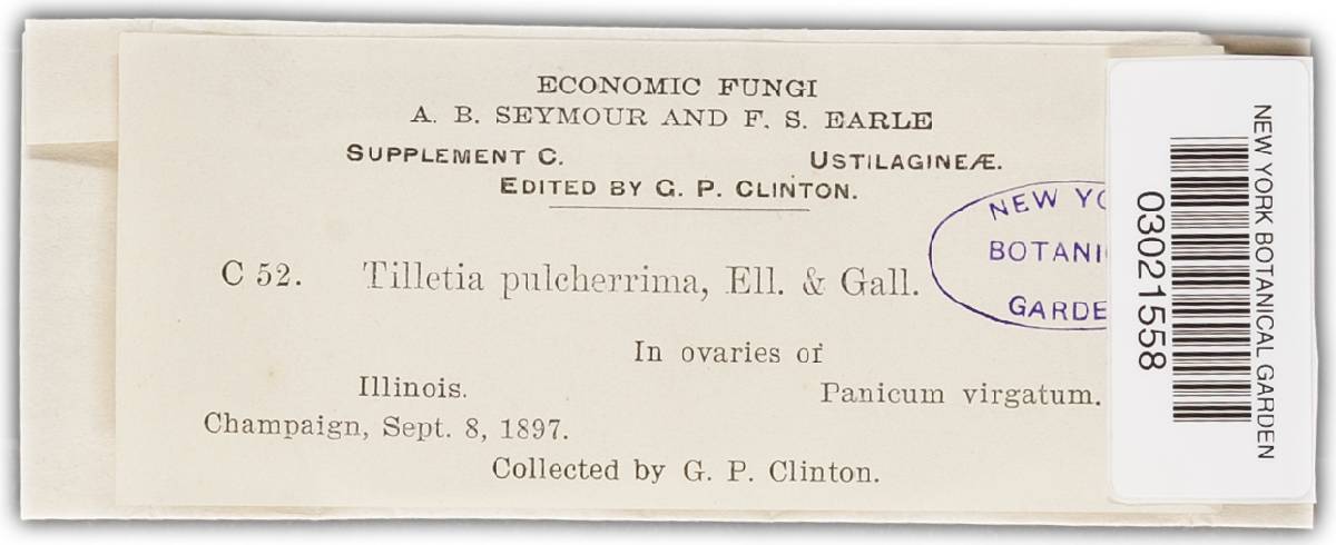 Tilletia image