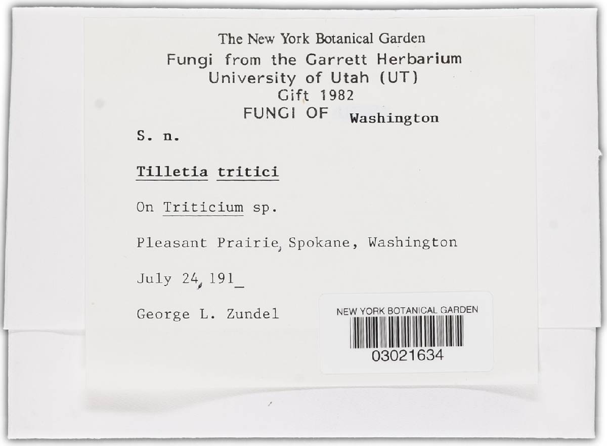 Tilletia caries image