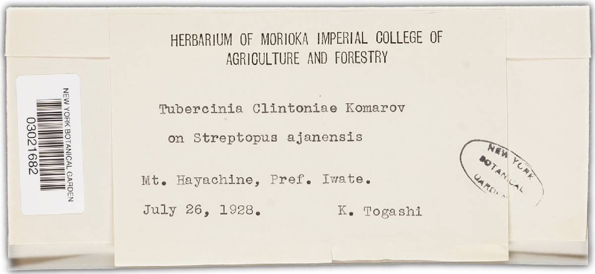 Urocystis clintoniae image