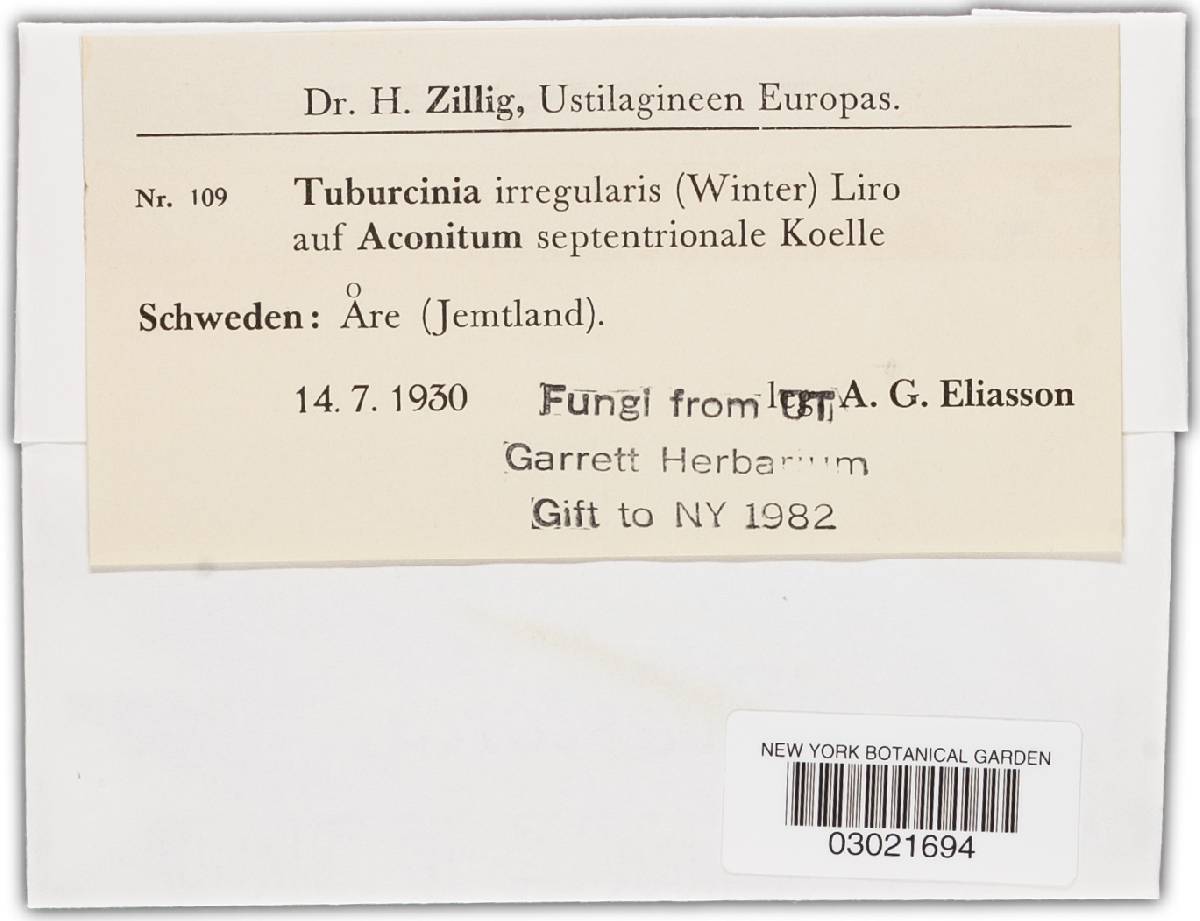 Tuburcinia irregularis image