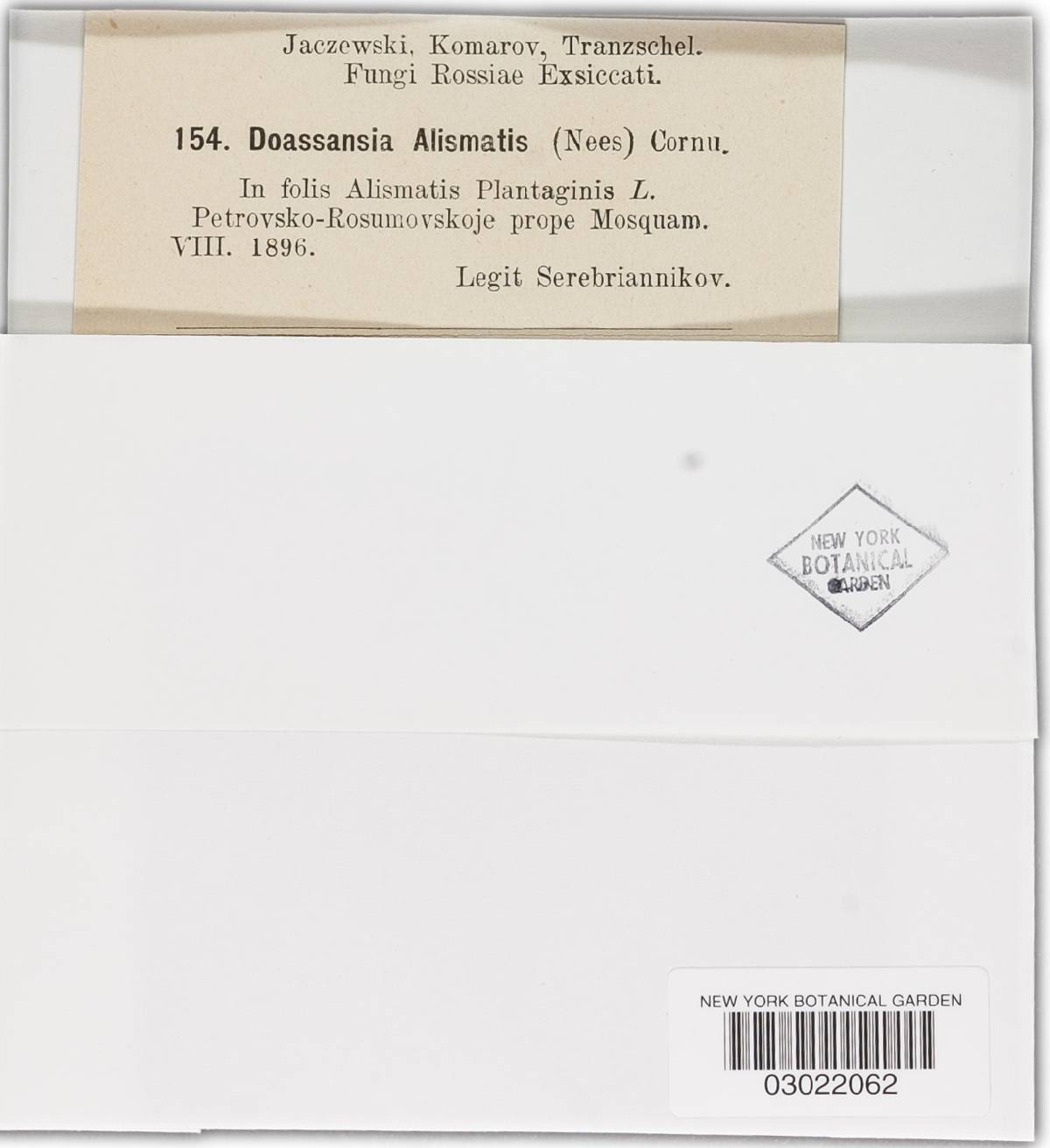 Doassansia alismatis image