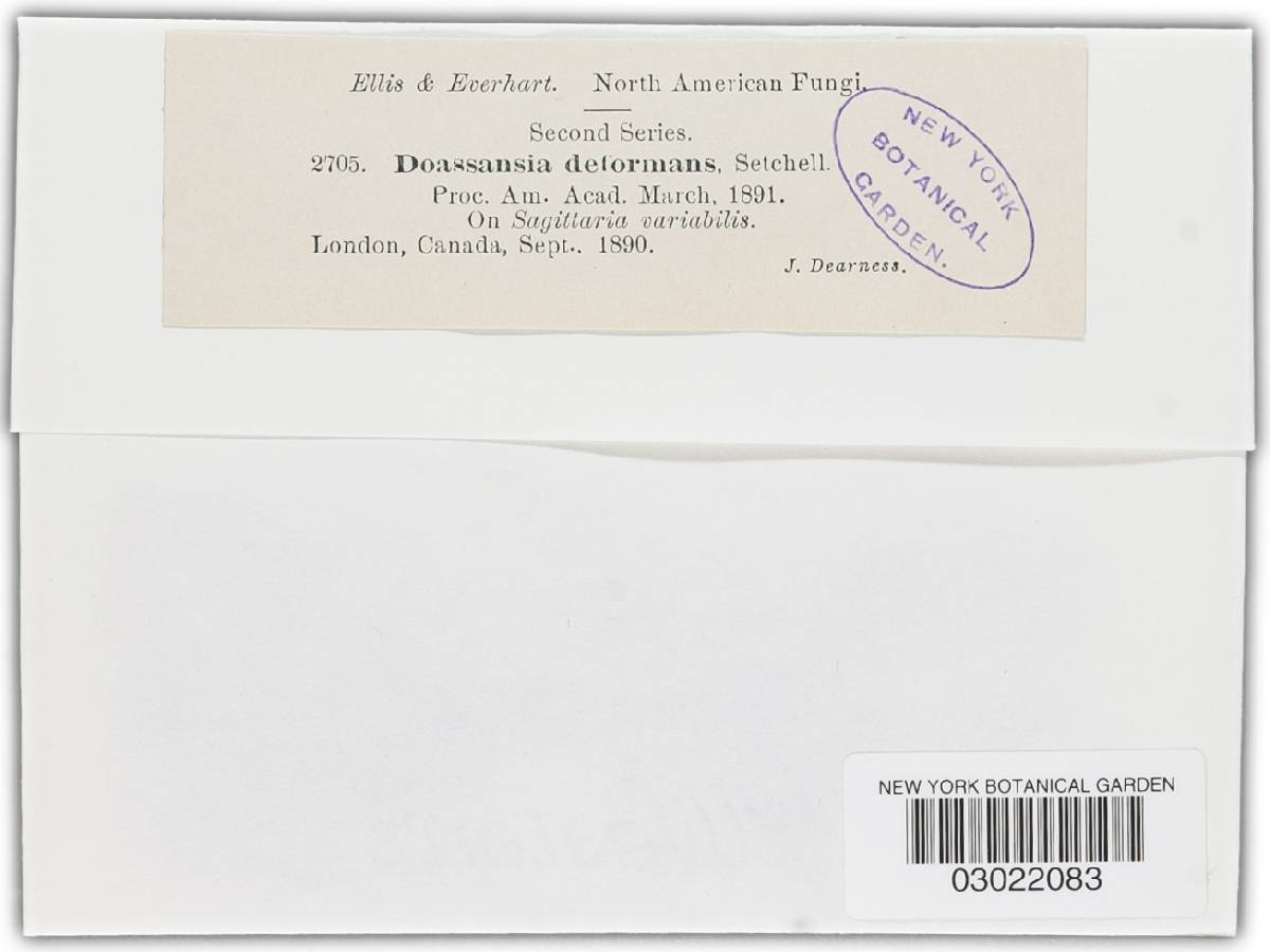Doassansiopsis deformans image