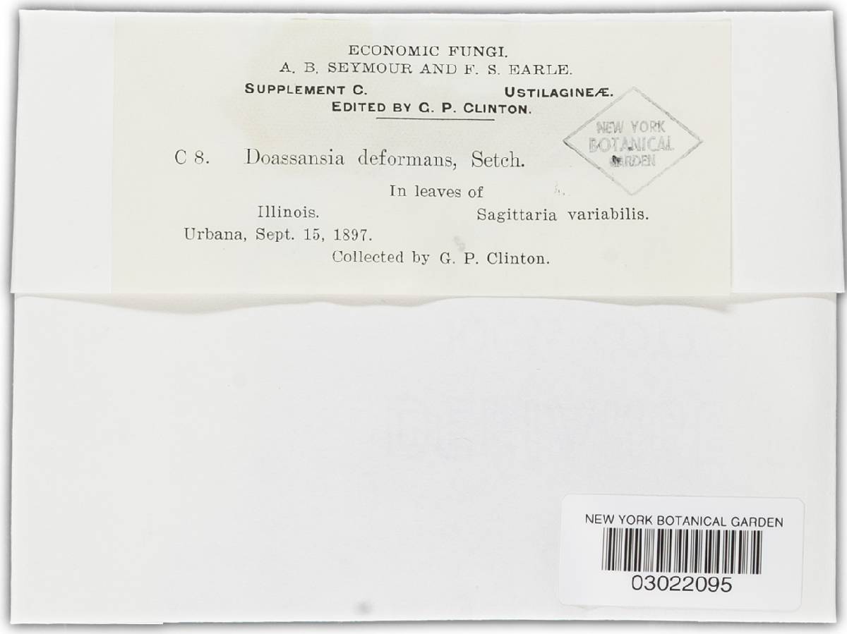 Doassansiopsis deformans image