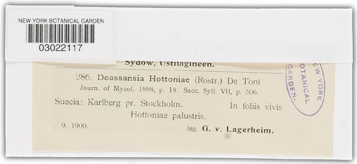 Heterodoassansia hottoniae image