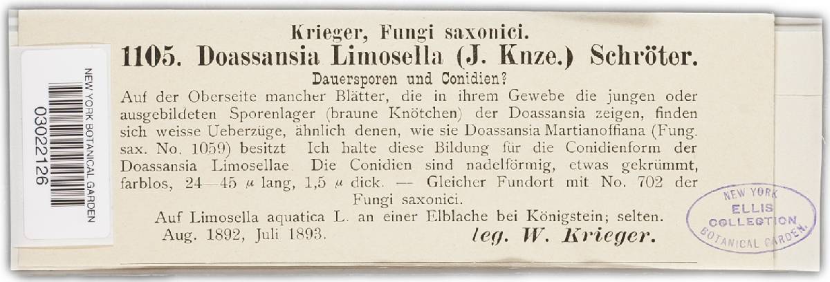 Doassansia limosellae image