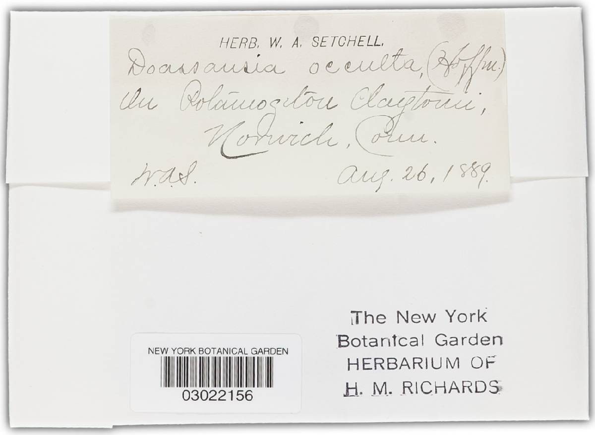 Doassansia occulta image
