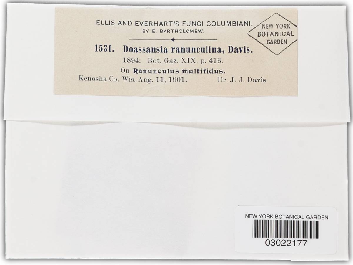 Doassansia ranunculina image