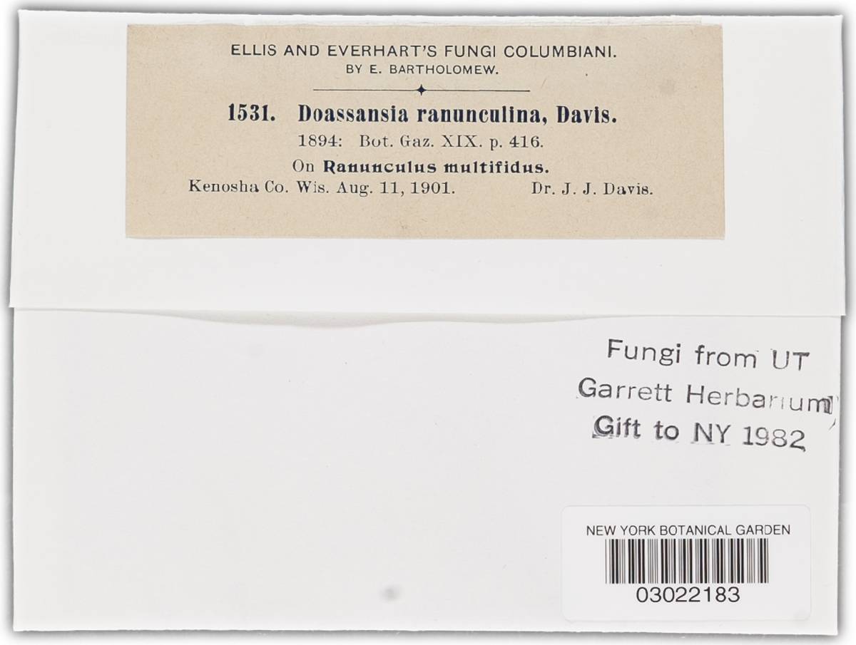 Doassansia ranunculina image