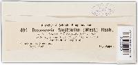 Doassansia sagittariae image